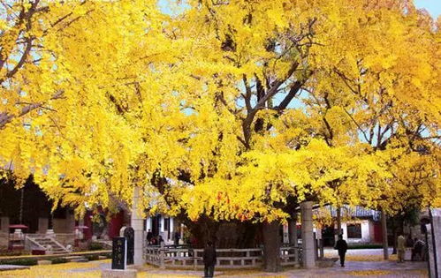 成都要变黄了 收下这份最强银杏观赏指南