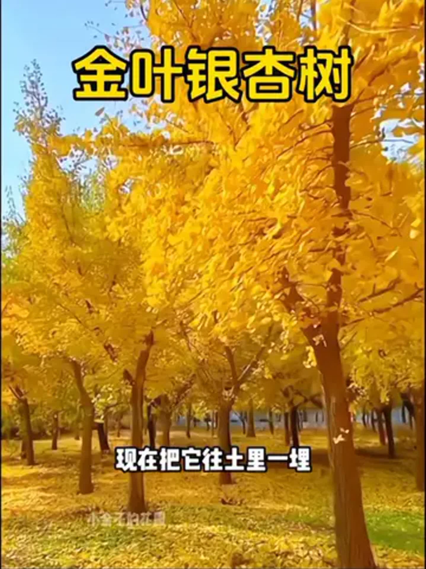 金叶银杏树 树苗与千年古树，共赴金黄盛宴