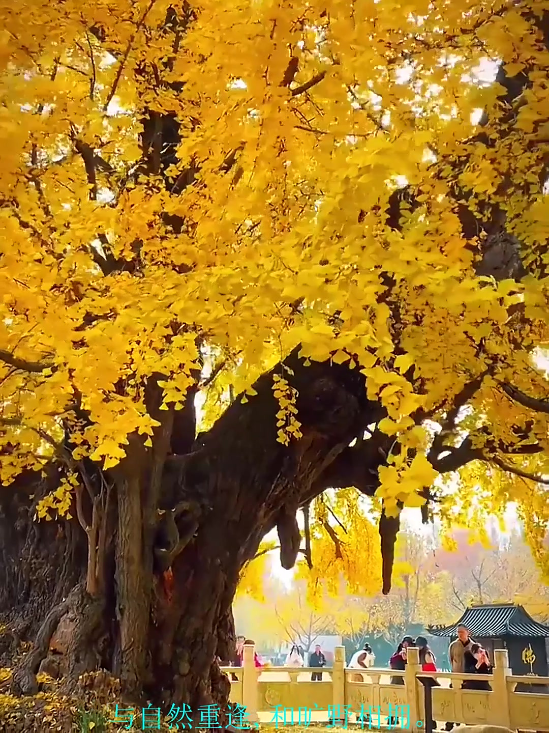探寻千年情愫，御赐手植——慈恩深处的银杏传奇